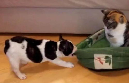 猫猫狗狗一起玩游戏安卓版下载-猫猫狗狗一起玩手机版汉化版（暂未上线）v.2.34